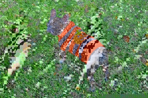 53Fa2498 1Deb 4Da8 Adbd 3092A704859a