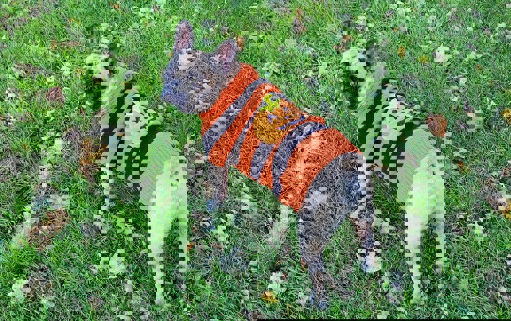 53Fa2498 1Deb 4Da8 Adbd 3092A704859a