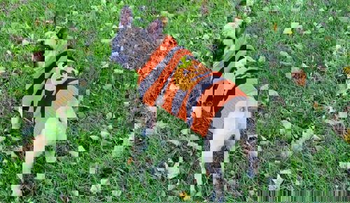 53Fa2498 1Deb 4Da8 Adbd 3092A704859a