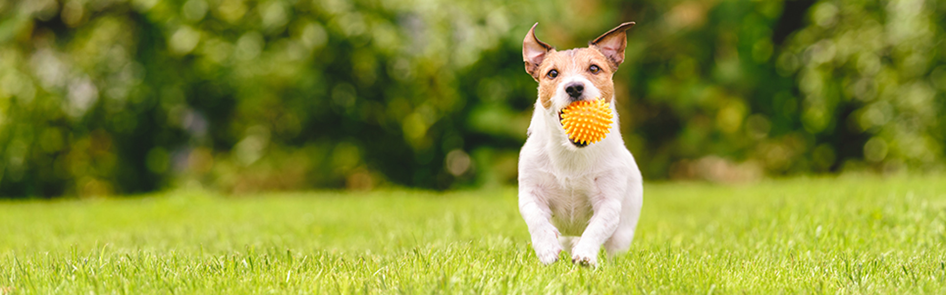 Asb Good Neighbour Dog Noise