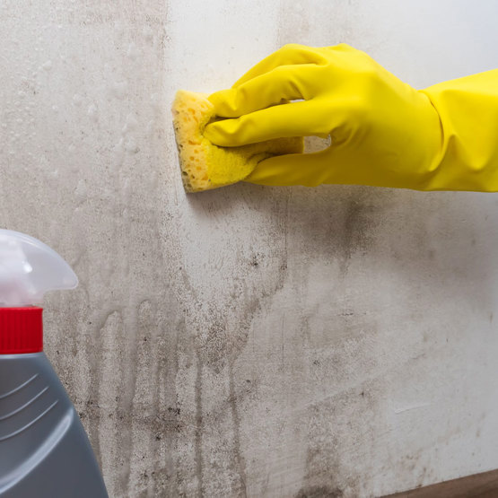 Damp And Mould Project Report Leaflet Page