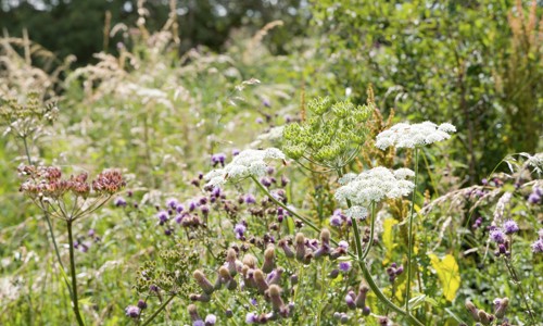 Wildflowers