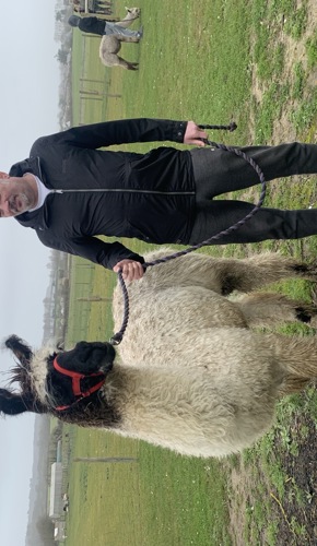 Alpaca 3