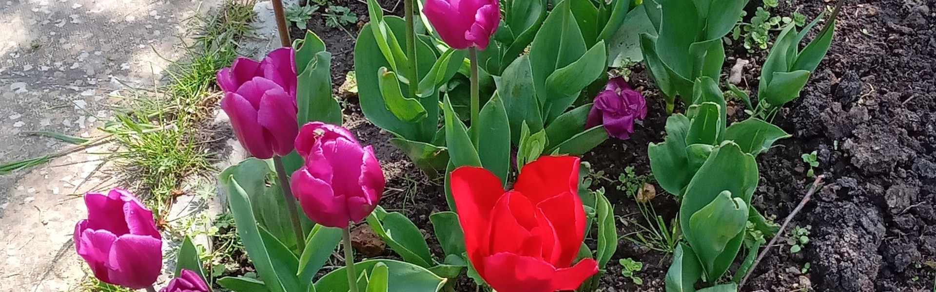 Photo 3 Flowers