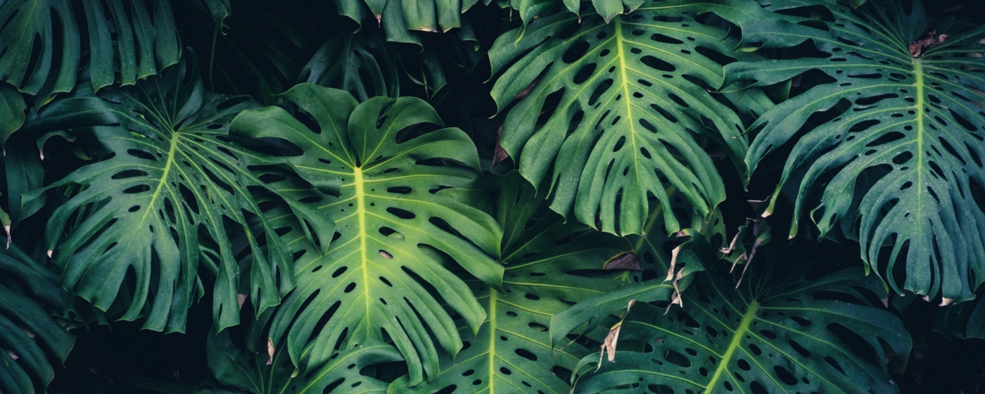 Tropical