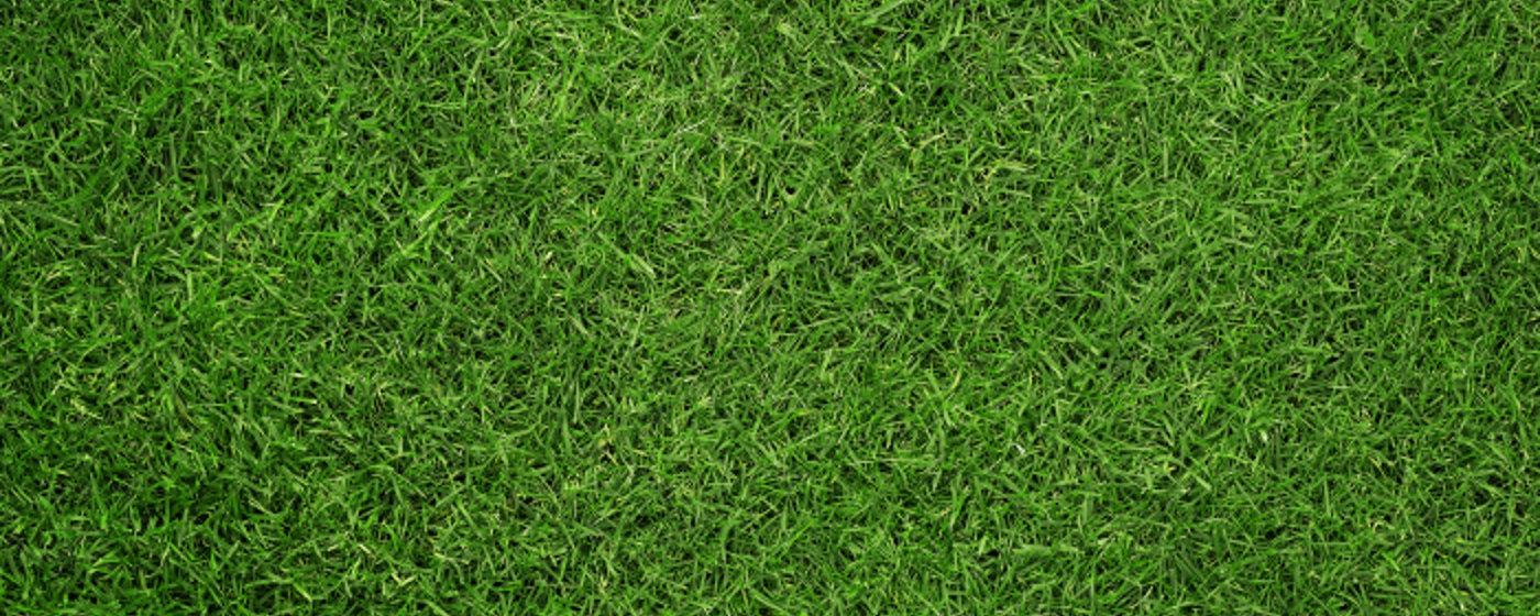Grass Resized